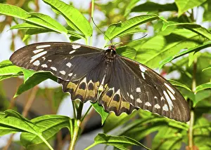 Birdwing: Common Birdwing Butterfly