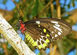 Birdwing: Common Birdwing Butterfly