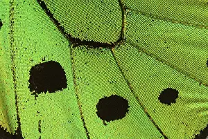 Micro: Common Birdwing Butterfly