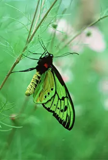 Birdwing: Common Birdwing butterfly