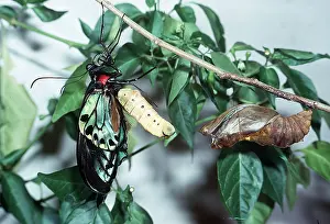 Eric Lindgren: Common Birdwing Butterfly