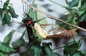 Eric Lindgren: Common Birdwing Butterfly - Emergence, 2nd of series