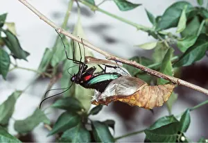 Eric Lindgren: Common Birdwing Butterfly - emergence
