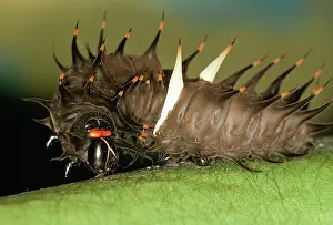 Eric Lindgren: Common Birdwing Caterpillar