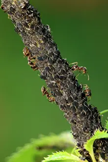Honeydew: Common Black / Black Garden Ants feeding on honeydew