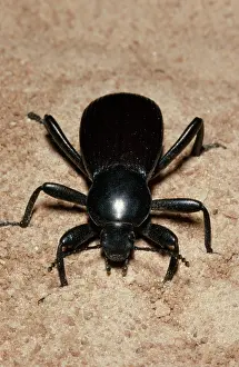 Beeltes: Common Black Ground Beetle