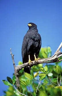Anthracinus: Common Black HAWK