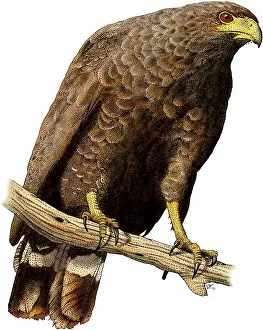 Anthracinus: Common Black Hawk