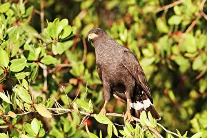 Anthracinus: Common Black-Hawk. Adult