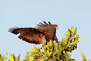 Anthracinus: Common Black-Hawk. Adult