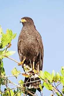 Anthracinus: Common Black-Hawk. Adult