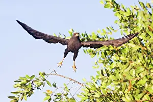 Anthracinus: Common Black-Hawk. Adult