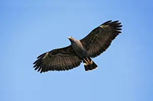 Anthracinus: Common Black-Hawk. Adult in flight
