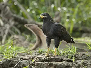 Puntarenas: Common Black Hawk (Buteogallus anthracinus) foc