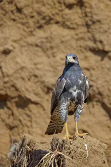 Hawks: Common Black Hawk Buteogallus anthracinus Tarcoles, Costa Ri