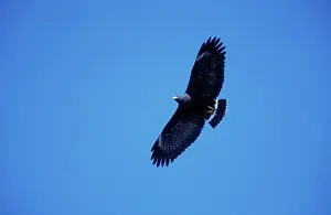 Anthracinus: Common Black Hawk - in flight