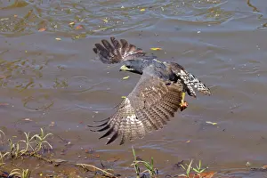 Hawks: Common Black Hawk - in flight Buteogallus anthracinus Tarcol