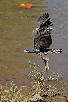 Hawks: Common Black Hawk - in flight Buteogallus anthracinus Tarcol