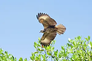 Anthracinus: Common Black-Hawk. Immature in flight