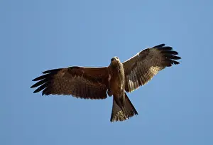 Migrans: Common Black Kite - lacking the diagnostic forked tail