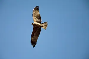 Migrans: Common Black Kite - lacking the diagnostic forked tail