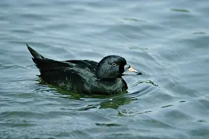 Ian Beames: Common / Black Scoter DUCK - male, on water