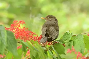 Sorbus: Common Blackbird