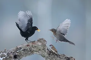 Fieldfare: Common Blackbird