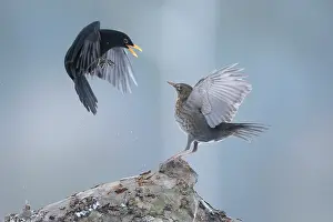 Fieldfare: Common Blackbird