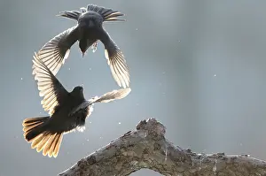 Quarreling: Common Blackbird