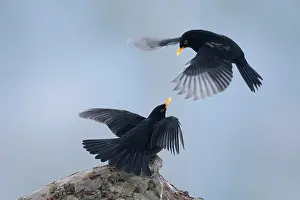 Quarreling: Common Blackbird