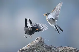 Fieldfare: Common Blackbird