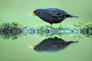 Galloway: Common Blackbird