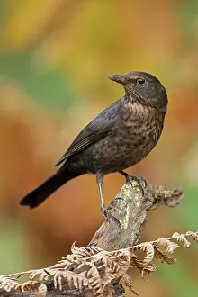 Goor: Common Blackbird