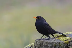 Apeldoorn: Common Blackbird