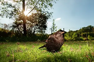 Trush: Common Blackbird