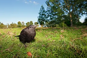 Trush: Common Blackbird