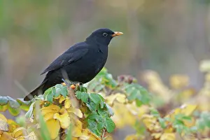 Turdidae: Common Blackbird