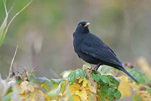 Turdidae: Common Blackbird