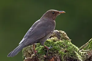 Turdidae: Common Blackbird
