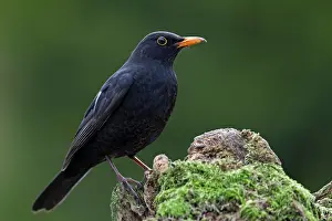 Turdidae: Common Blackbird