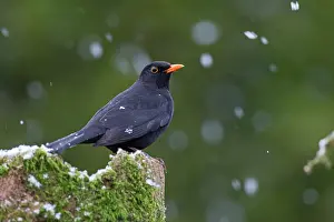 Thrushes: Common Blackbird