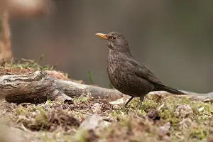 Goois: Common Blackbird
