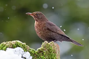 Turdidae: Common Blackbird