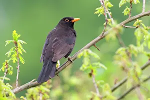 Trush: Common Blackbird