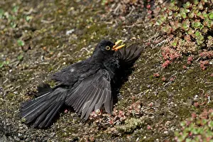 Sunbath: Common Blackbird