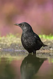 Lemelerberg: Common Blackbird