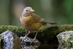 Bekes: Common Blackbird