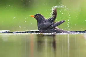 Bacs: Common Blackbird