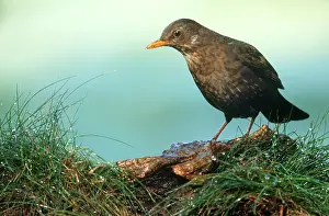 Thrushes: Common Blackbird